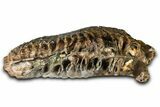 Fantastic, Fossil Woolly Mammoth Upper M Molar - Poland #370341-4